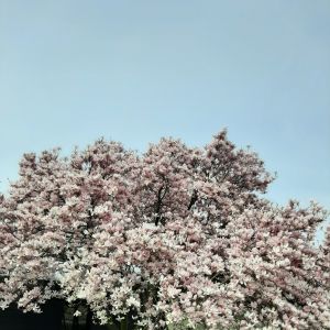 Magnolia aan het klompenpad