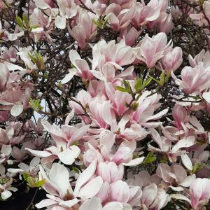 Magnolia aan het klompenpad